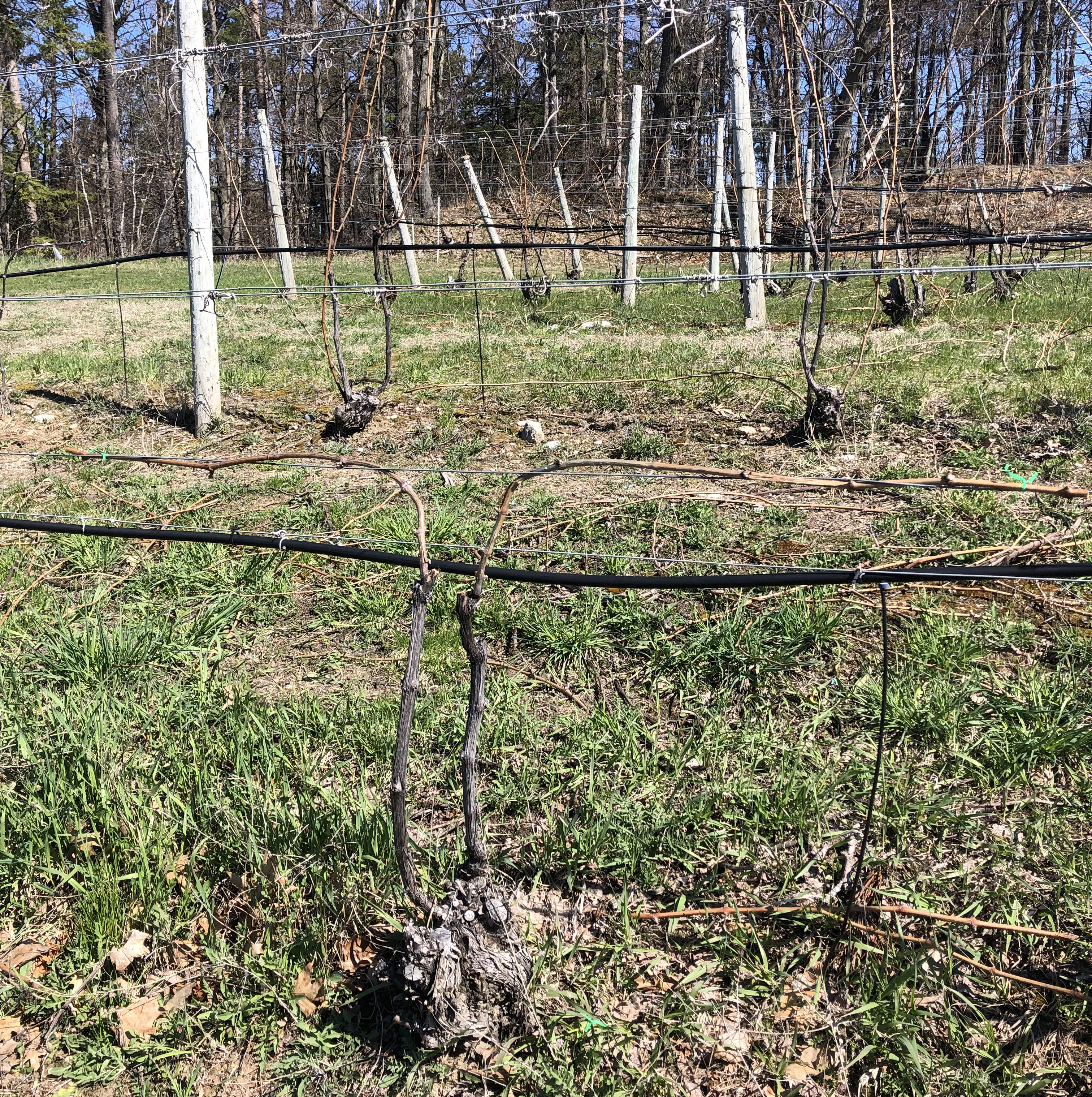 Cabernet franc grapevine